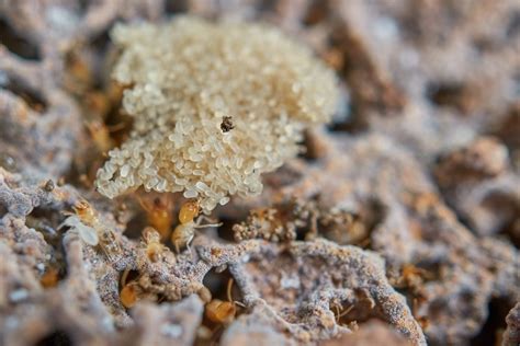 Termite eggs. Things To Know About Termite eggs. 